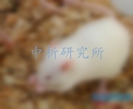 大鼠實驗