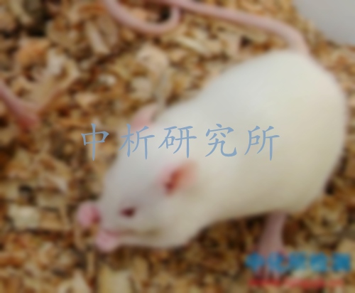 大鼠實驗