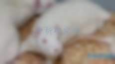 生殖毒性試驗(yàn)