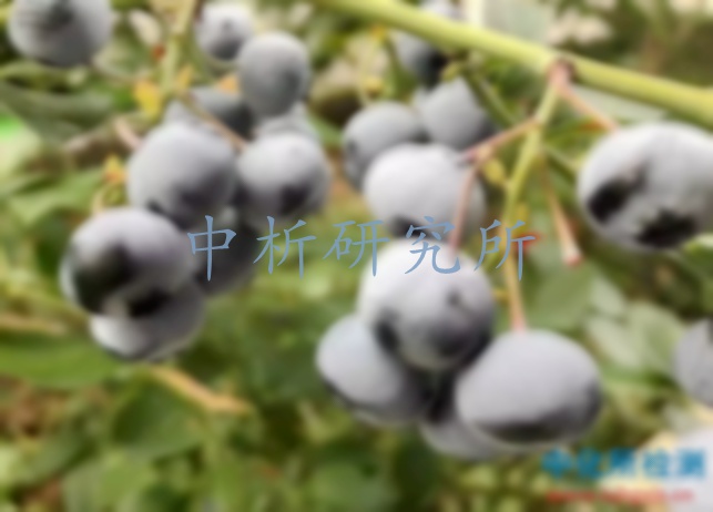 藍(lán)莓檢測