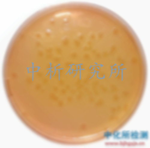 志賀氏菌檢測(cè)