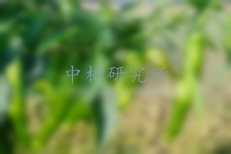 甲拌磷檢測知識匯總