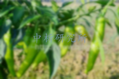 甲拌磷檢測知識匯總