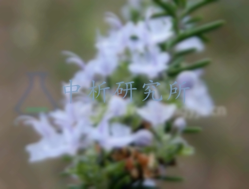 迷迭香檢測(cè)