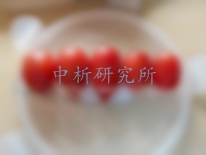 圣女果檢測報告