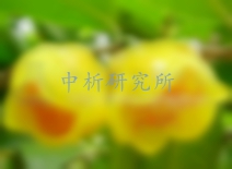 金花茶檢測(cè)