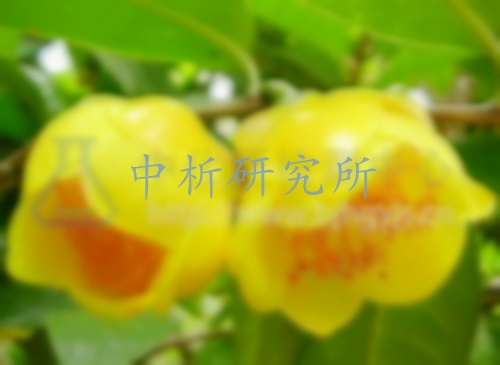 金花茶檢測(cè)