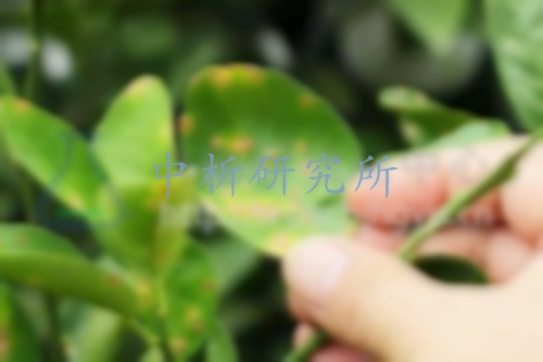 苯醚甲環(huán)唑檢測(cè)