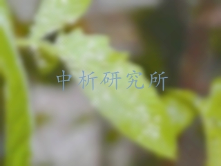 聯(lián)苯菊酯檢測